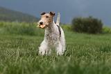 FOX TERRIER 688